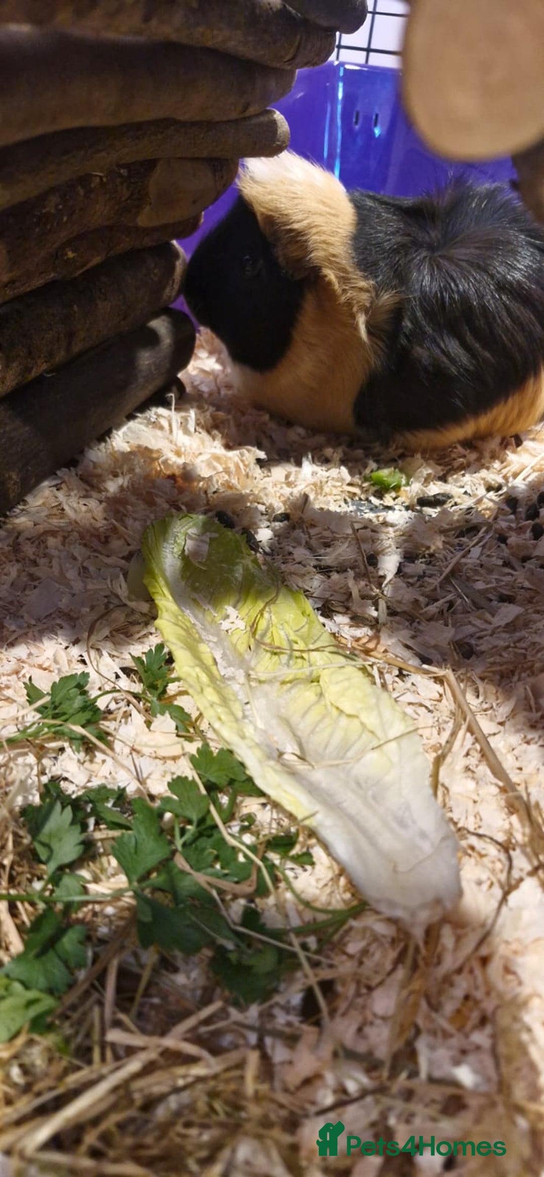 Guinea Pig rodents for sale: 2 female guinea pigs  - Advert 3