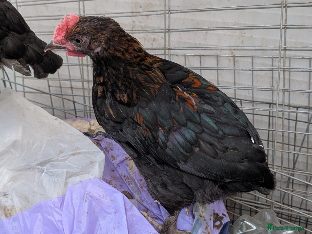 Chickens poultry for sale: Olive egger/Black copper marans cockerel  - Image 1