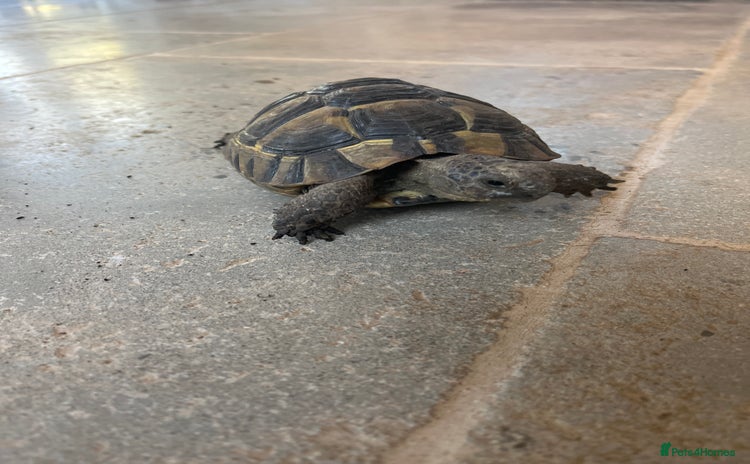 Tortoise reptiles - Advert 12