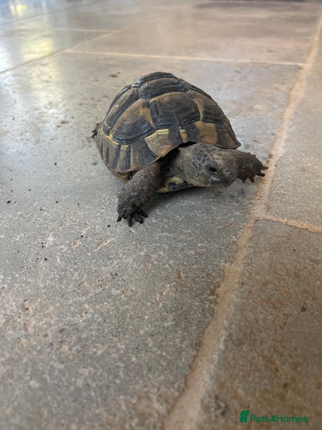 Tortoise reptiles for sale: Tortoise - Image 1