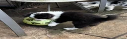 Border Collie dogs for sale: KC Registered Border Collies  in Leek - Advert 4