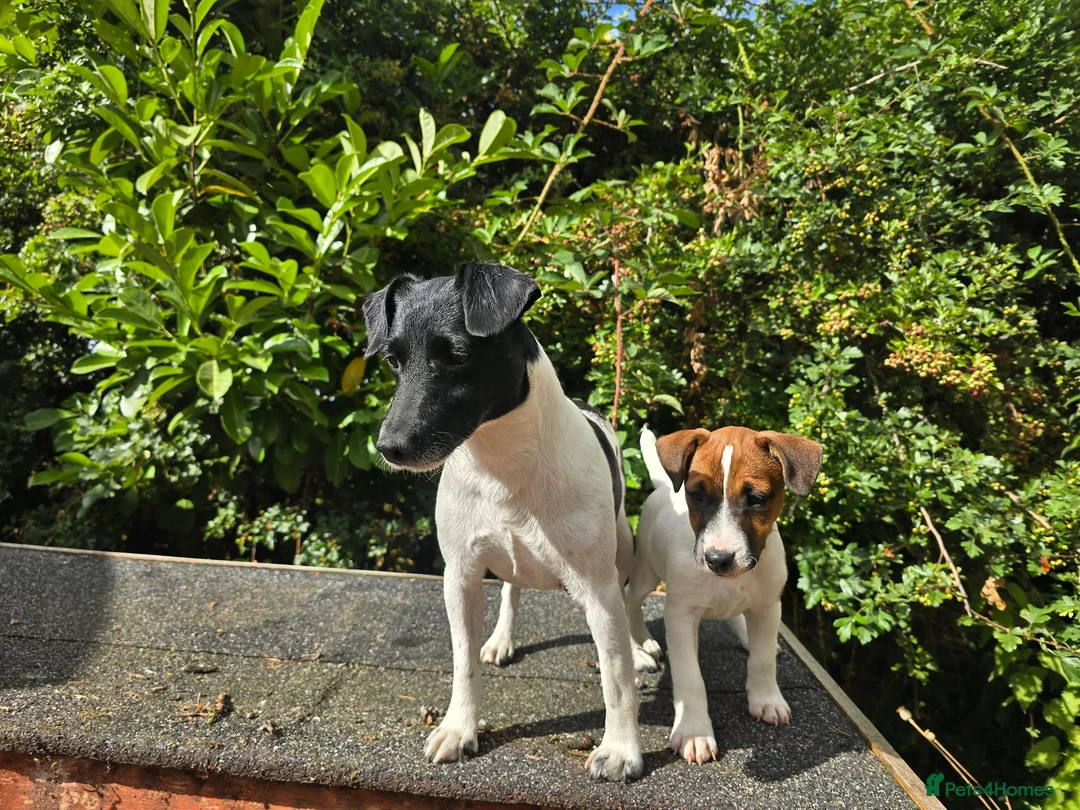 Jack Russell dogs for sale: Jack Russel terrier bitch pup - Advert 4