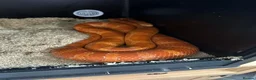 Corn Snake reptiles for sale: Corn snake in Erith - Advert 2