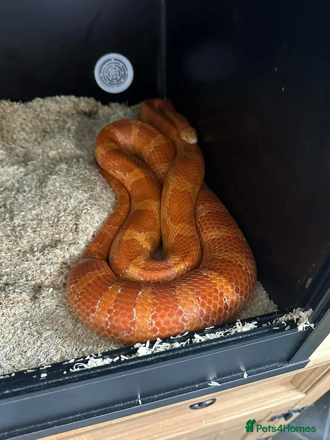 Corn Snake reptiles for sale: Corn snake in Erith - Advert 2