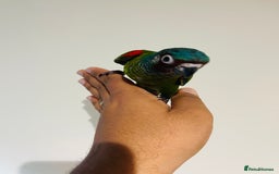 Conures birds for sale: Hand reared conures for sale - Image 24