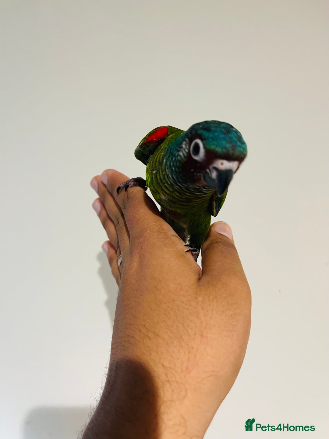 Conures birds for sale: Hand reared conures for sale - Image 24