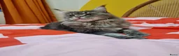 Maine Coon cats for sale: Stunning Dolly tica registered blue ticked tabby - Advert 10