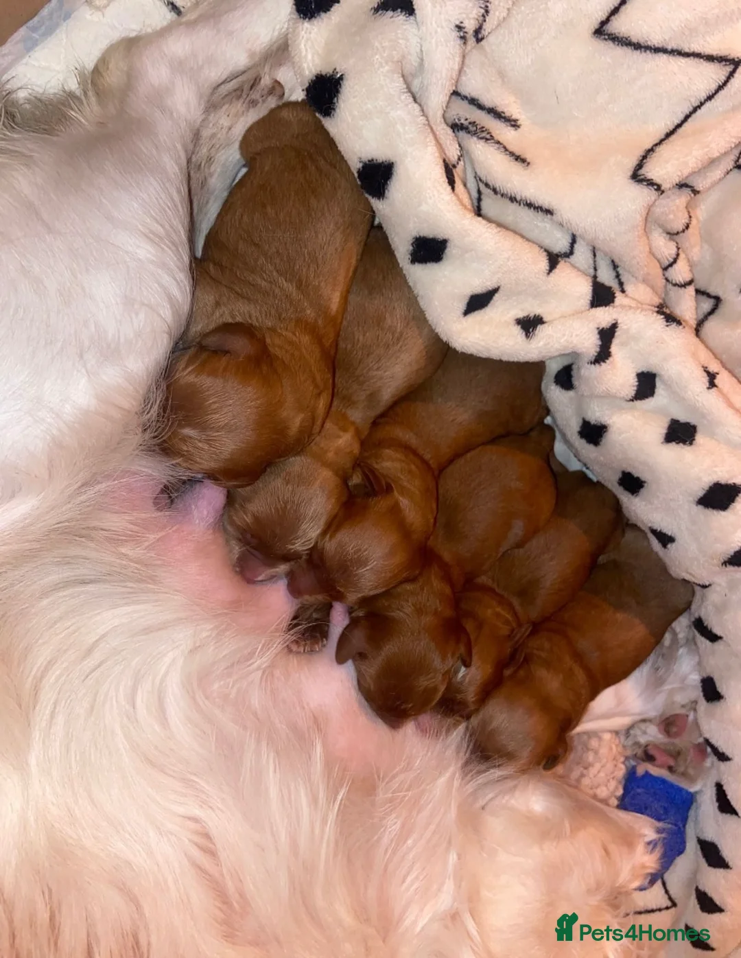 Miniature Poodle dogs for stud: Miniature Poodle for stud in Barnstaple - Advert 4