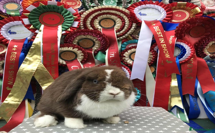 Mini Lop rabbits - Advert 3