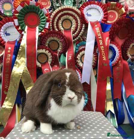 Mini Lop rabbits - Advert 5
