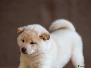 Japanese Shiba Inu dogs Shiba Inu Puppies – Top European Bloodlines UK KC - Advert 3