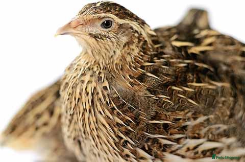 Quail poultry Healthy Quails , Chinese and Japenese Quails  - Advert 2