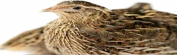 Quail poultry for sale: Healthy Quails , Chinese and Japenese Quails  - Advert 2