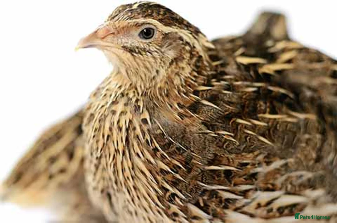 Quail poultry for sale: Healthy Quails , Chinese and Japenese Quails  - Advert 2