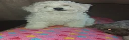 Bichon Frise dogs for sale: Beautiful Puppy bichon Frisé Needs a good home - Advert 3