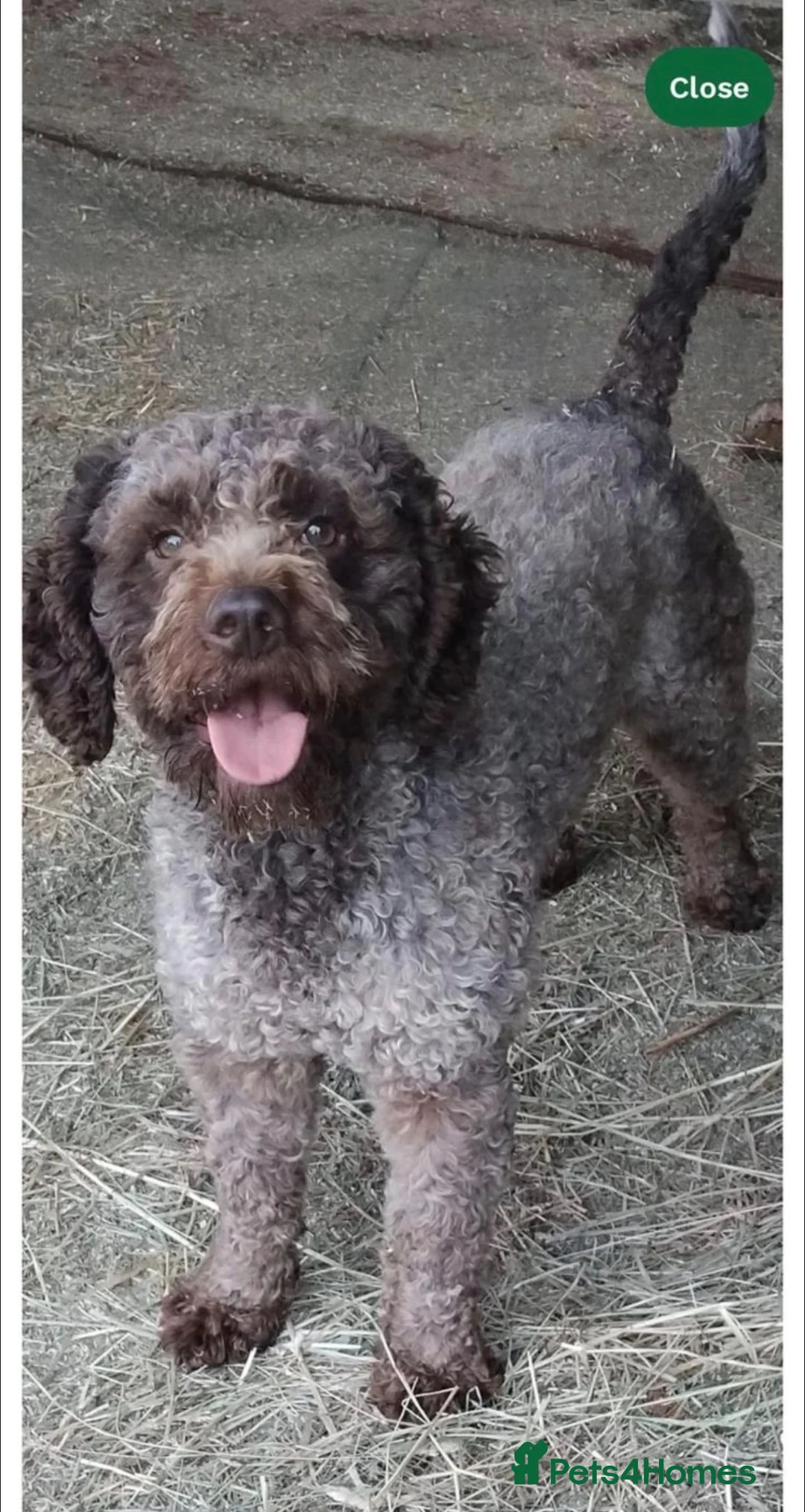 Lagotto Romagnolo dogs for sale: 🐾 Lagotto Lab Puppies 🐾 - Advert 7
