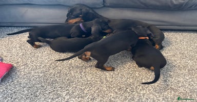 Miniature Dachshund dogs - Advert 1