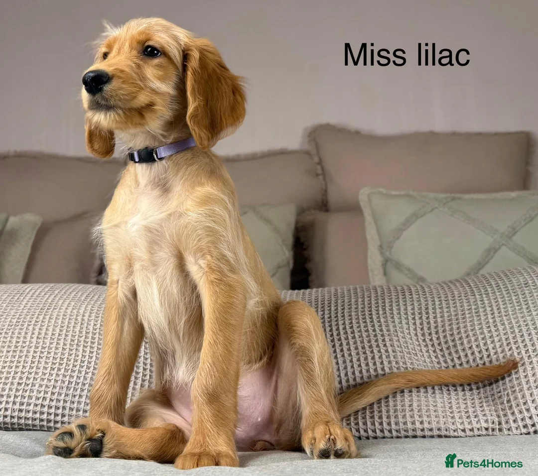 Goldendoodle dogs for sale: These will be stunning adults. Real head turners. - Advert 15