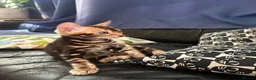 Bengal cats for sale: Stunning Bengal Kittens - Advert 9