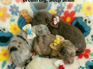 Pomeranian dogs ✨🐾Mini Pom Stars🏆🐶🐾✨ - Advert 10