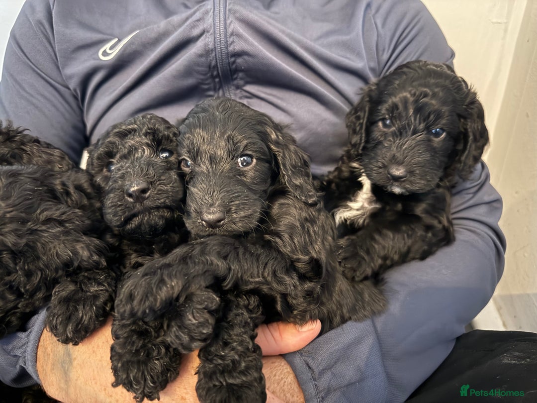 Cockapoo dogs for sale: Cockapoo puppies - Image 7