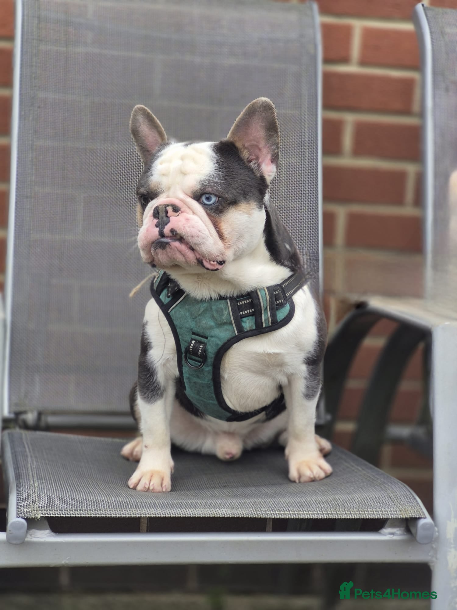French Bulldog dogs 🐾 Stunning Male French Bulldog  🐾 - Advert 1