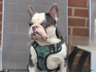 French Bulldog dogs 🐾 Stunning Male French Bulldog 🐾 - Advert 1