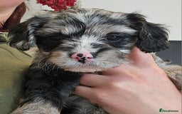 Cavapoo dogs for sale: 🐾 Gorgeous Health Tested F1 Cavapoo Puppies 🐶🐾 - Image 27