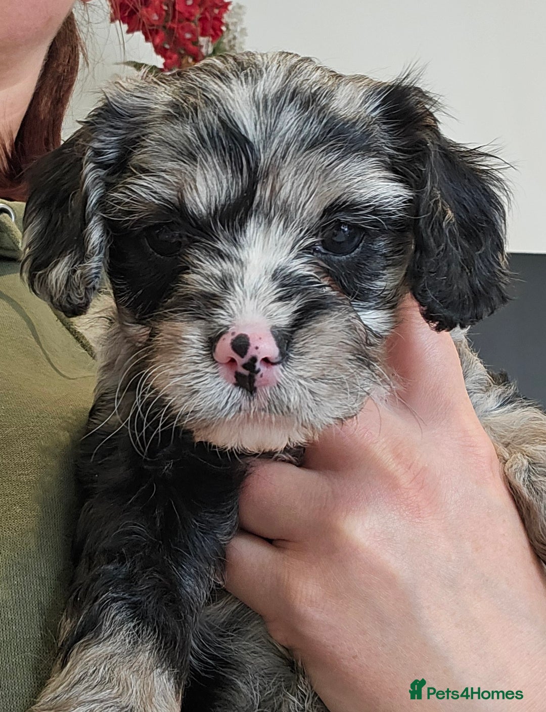 Cavapoo dogs for sale: 🐾 Gorgeous Health Tested F1 Cavapoo Puppies 🐶🐾 - Image 27