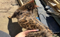 Bengal cats for sale: 4 Beautiful Bengals for sale  - Image 8