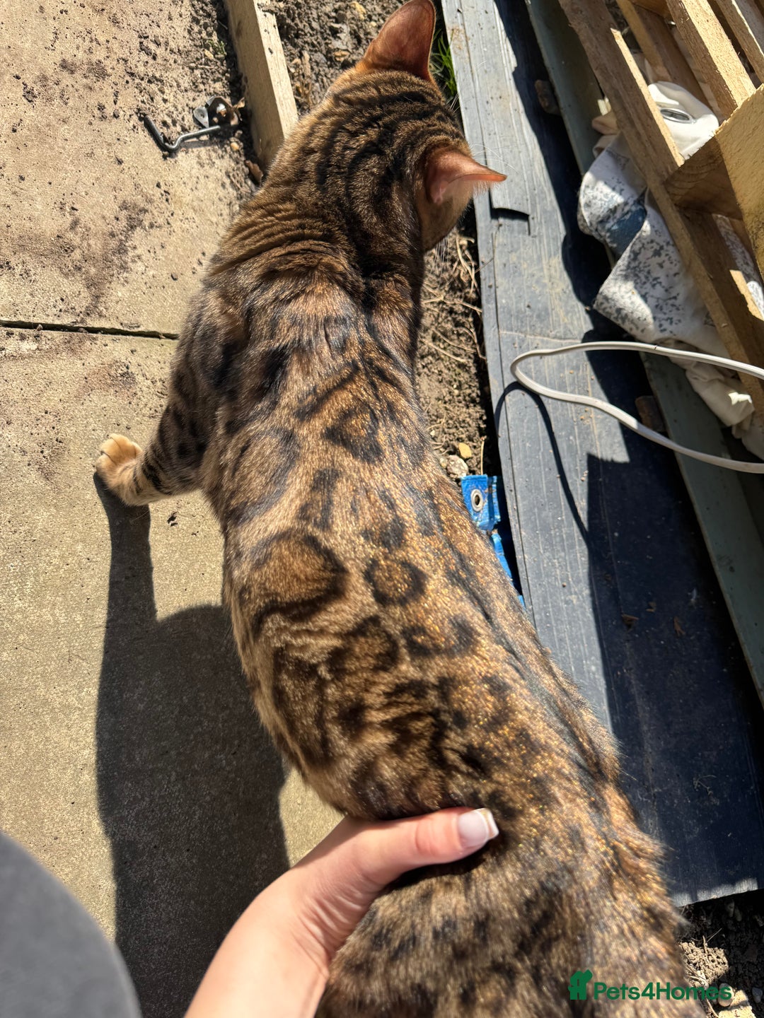 Bengal cats for sale: 4 Beautiful Bengals for sale  - Image 8