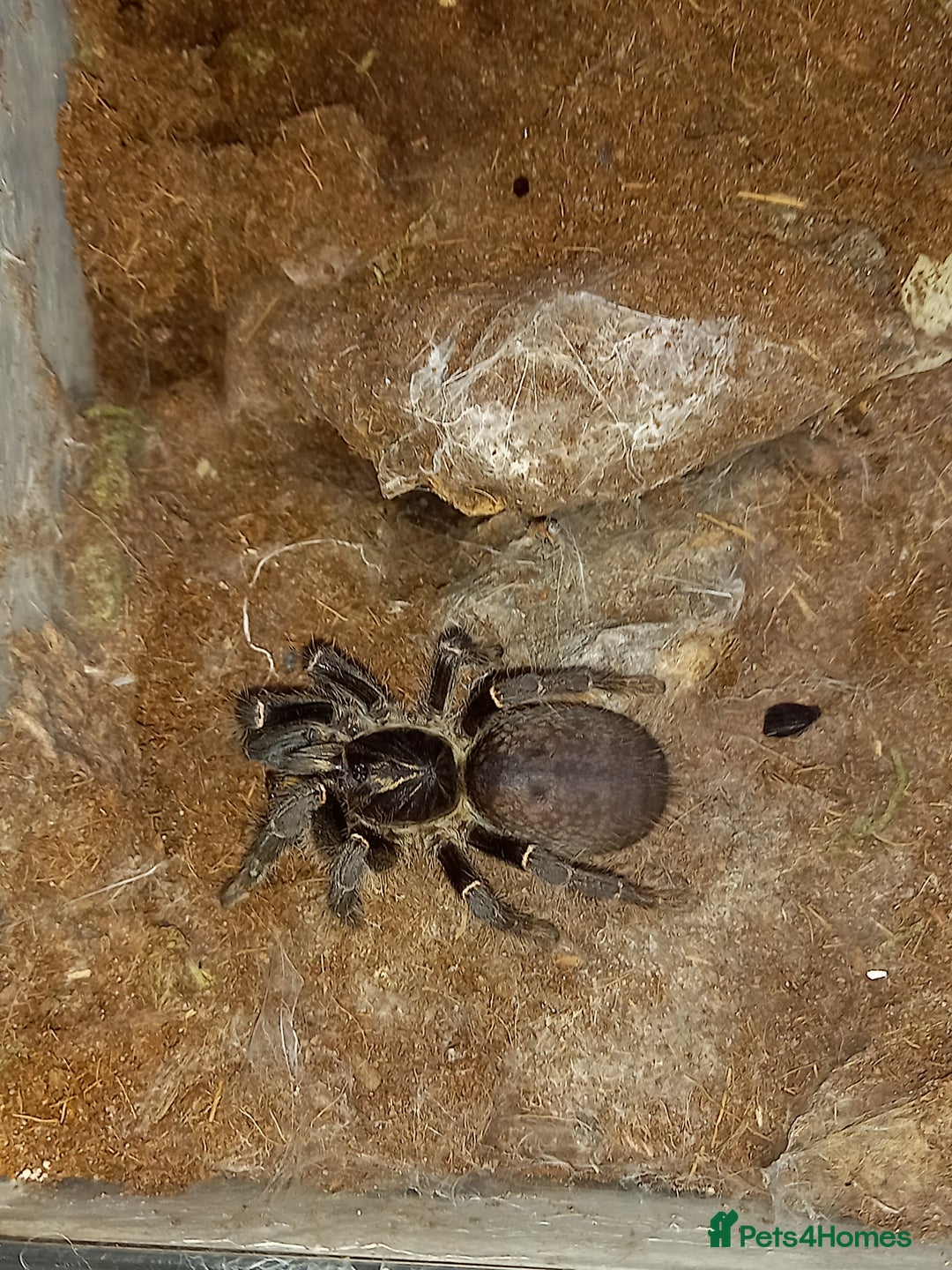 Tarantulas invertebrates for sale: Various T's FOR SALE!  - Advert 2