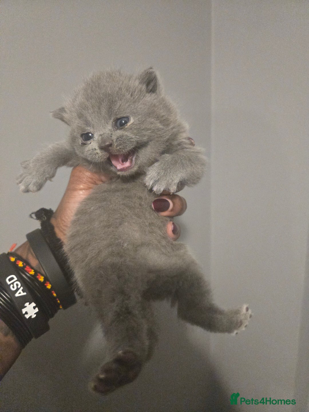 British Shorthair cats for sale: THREE BRITISH SHORTHAIR KITTENS FOR SALE - Advert 8