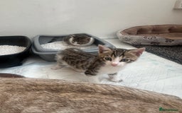 Bengal cats for sale: Bengal Calico kittens  - Image 20