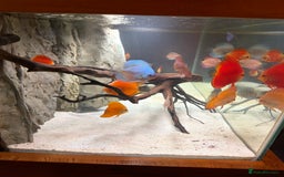 Discus fish for sale: Discuss Plus Phantom - Image 4
