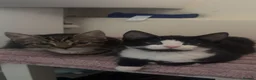 Mixed Breed cats for sale: Male kitten  - Advert 2
