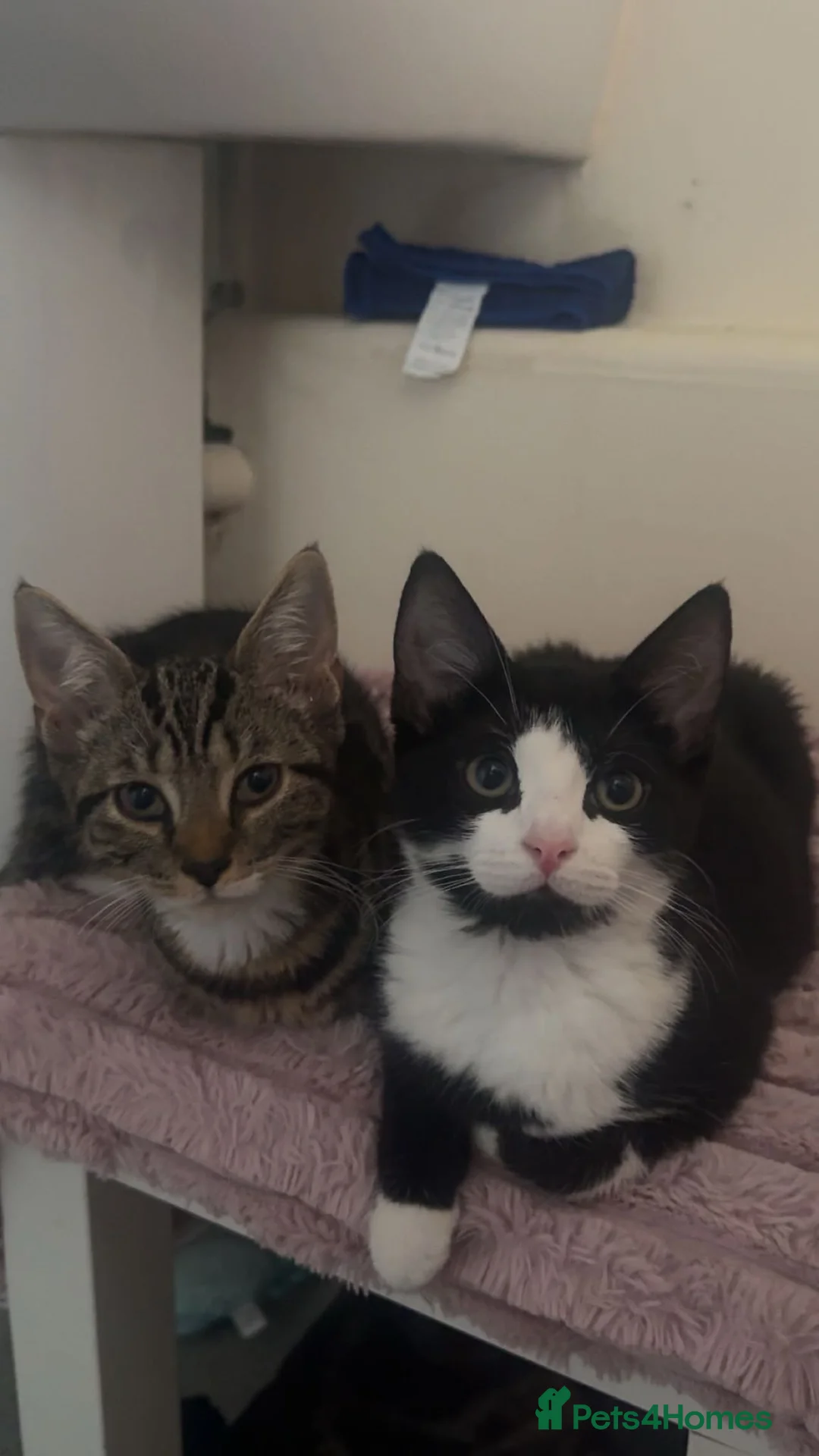 Mixed Breed cats for sale: Male kitten  - Advert 2