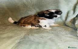 Lhasa Apso dogs for sale: 6 beautiful Lhasa Apso puppies - Image 8