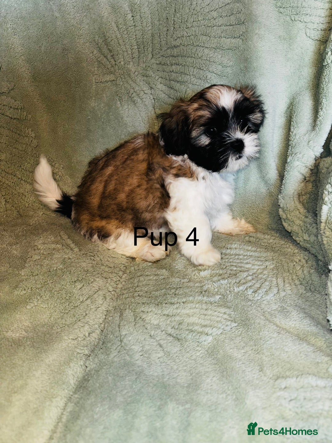 Lhasa Apso dogs for sale: 6 beautiful Lhasa Apso puppies - Image 8