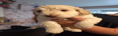 Cockapoo 2