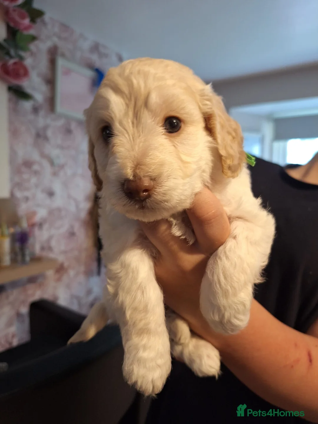 Cockapoo dogs for sale: F1b cockapoo puppy’s  in Muir of Ord - Advert 1