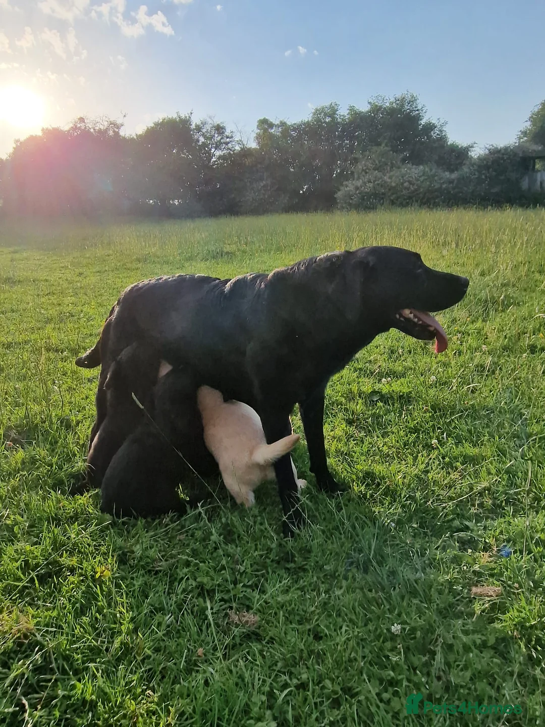 Labrador Retriever dogs for sale: 5 beautiful labrador pups looking forever homes  - Advert 2