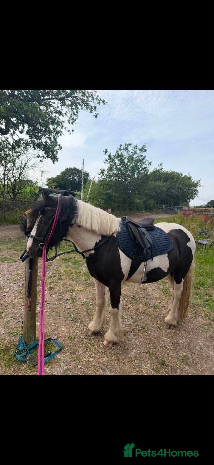 Riding pony horses Vegas 12.2 mini coloured cob - Advert 1