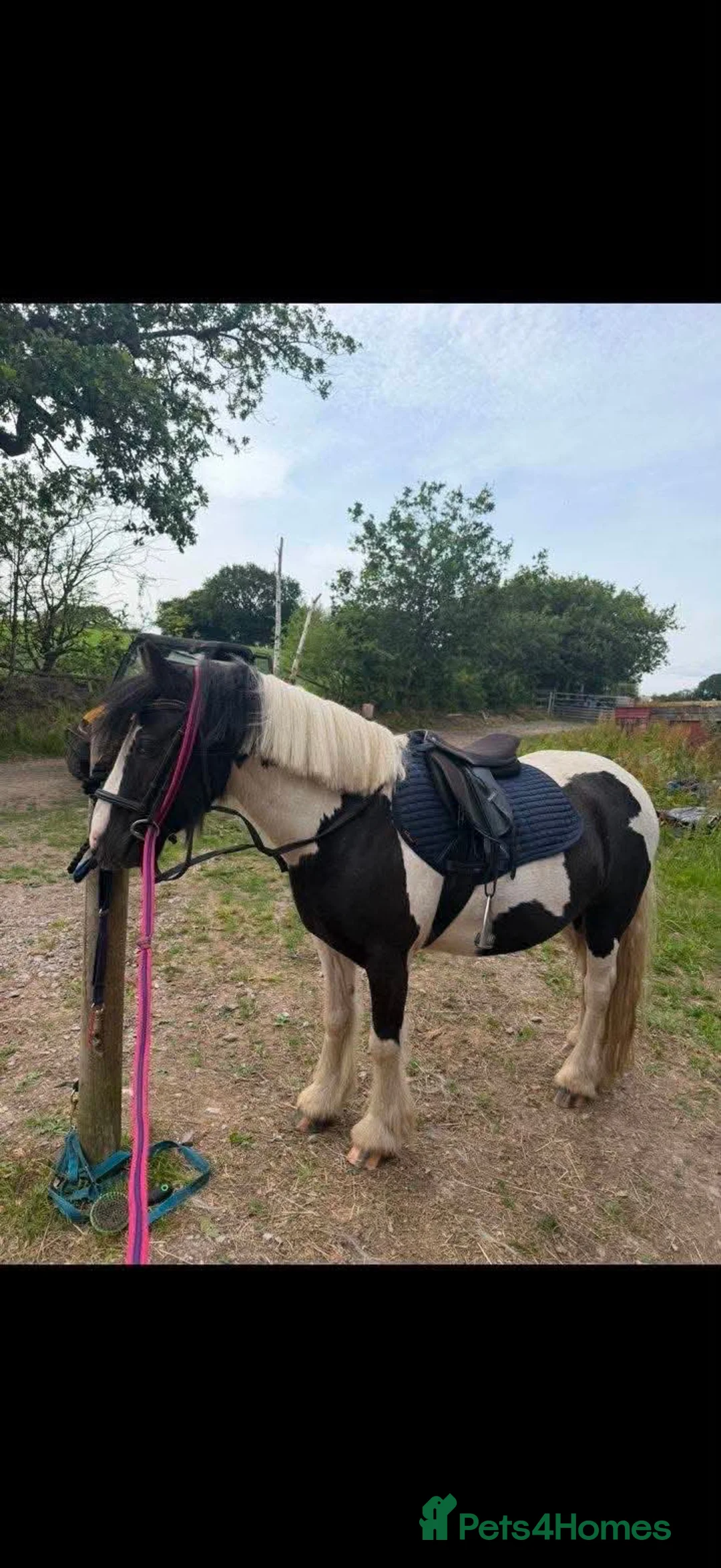 Riding pony horses for sale: Vegas 12.2 mini coloured cob - Advert 1