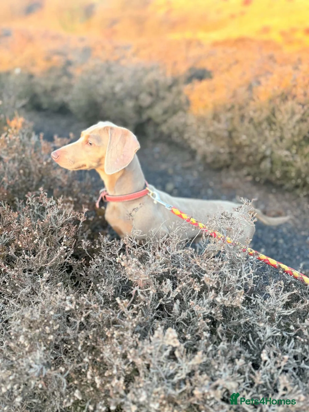 Miniature Dachshund dogs for sale: 4 gorgeous mini dachshund puppies  - Advert 2