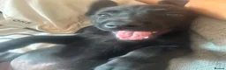 Belgian Shepherd Dog dogs for sale: PURE BREED BELGIAN MALINOIS  in Dunmow - Advert 31