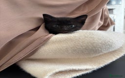 Mixed Breed cats for sale: Need to go ASAP - Image 4