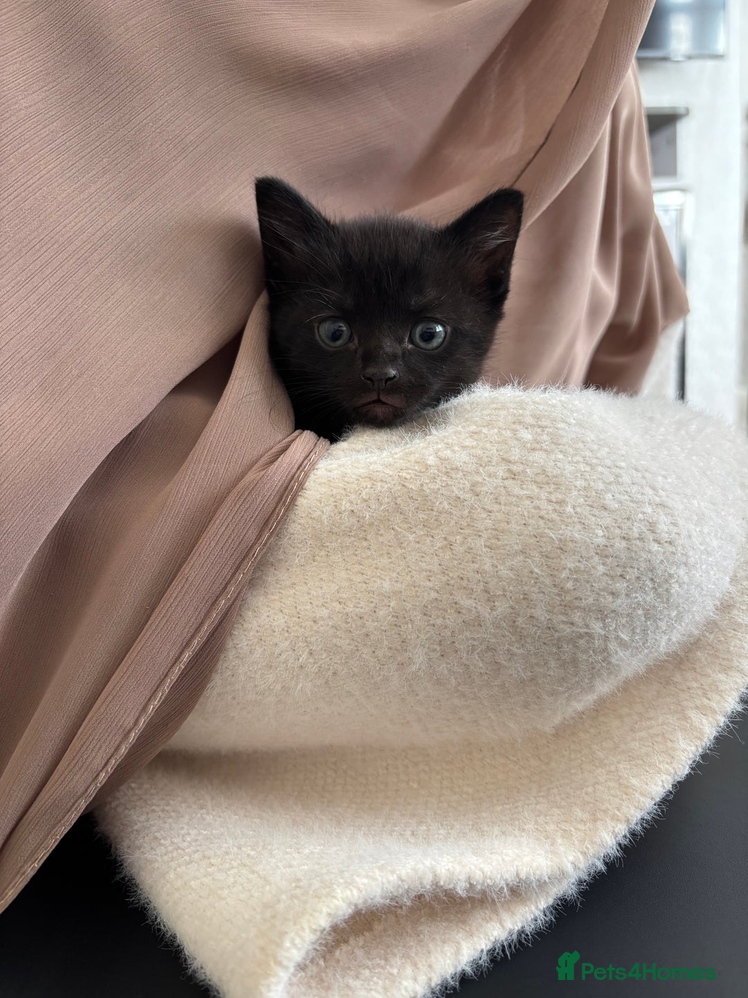 Mixed Breed cats for sale: Need to go ASAP - Image 4