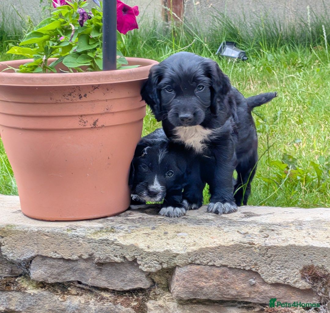 Cocker Spaniel dogs for sale: Beautiful cocker spaniel puppies  - Image 6