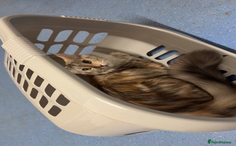 Maine Coon cats - Advert 7